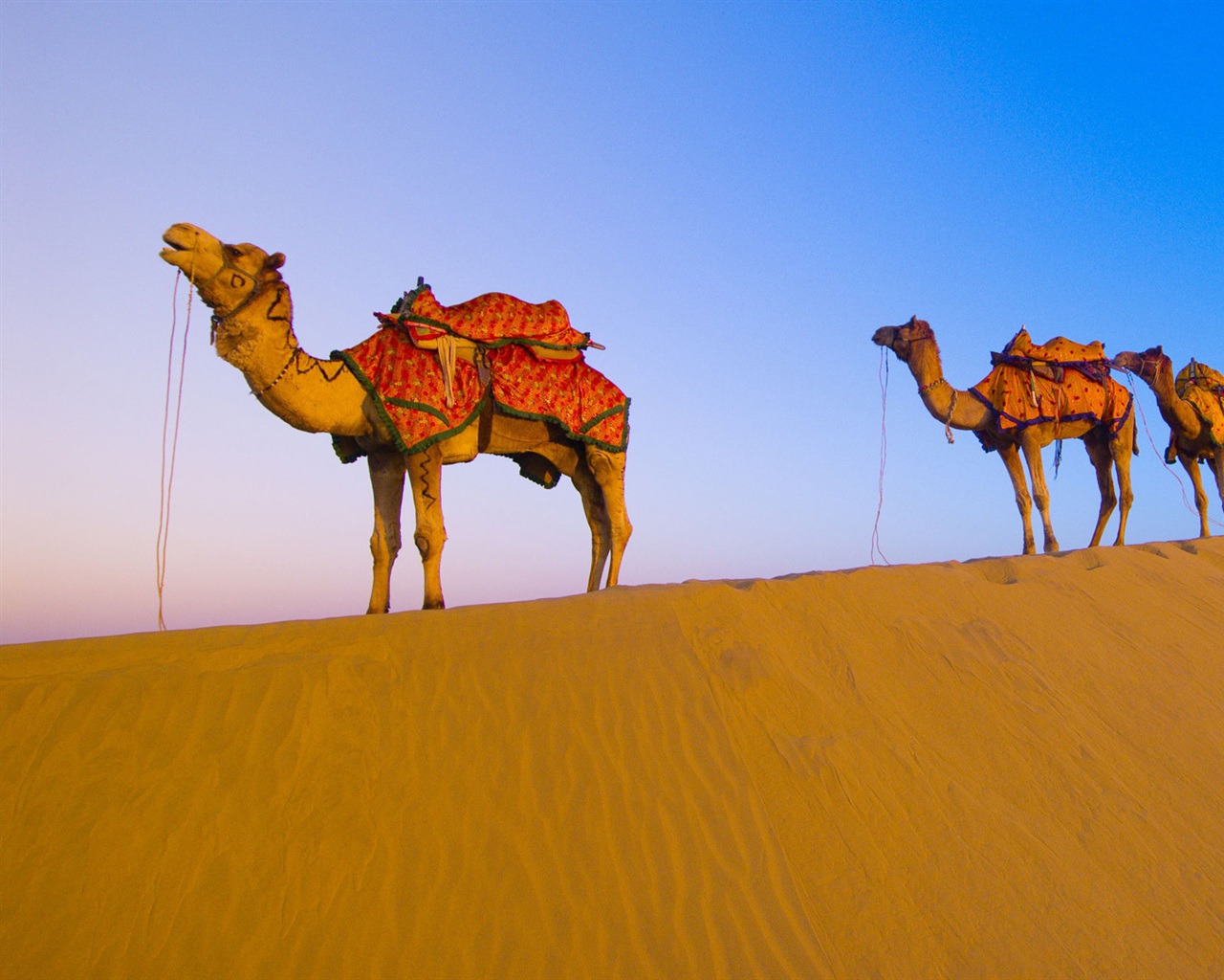 Very Amazing And Nice CAMEL Wallpapers HD