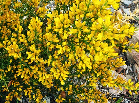 Tojo (Ulex parviflorus) flor amarilla