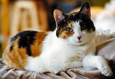 10 Nama  Hewan  Untuk Kucing  Jantan  Dunia Hewan 