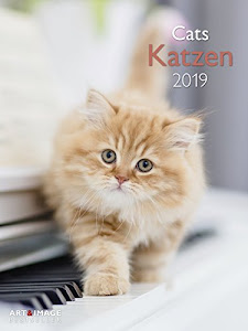 Katzen 2019: Wandkalender Art&Image