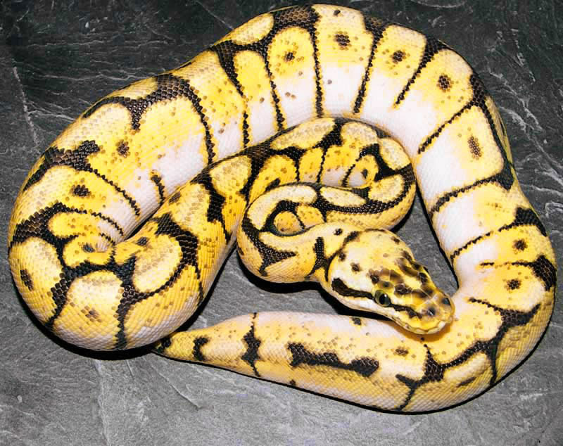 ball-python.jpg