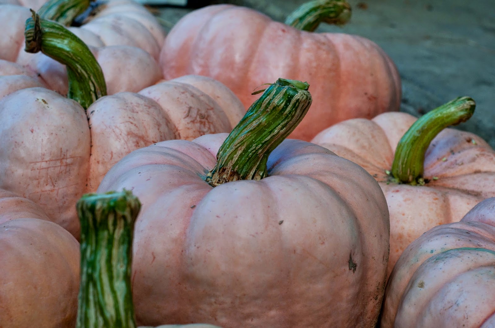 Robson's Farm: Pumpkins with Purpose: Pink Pumpkins