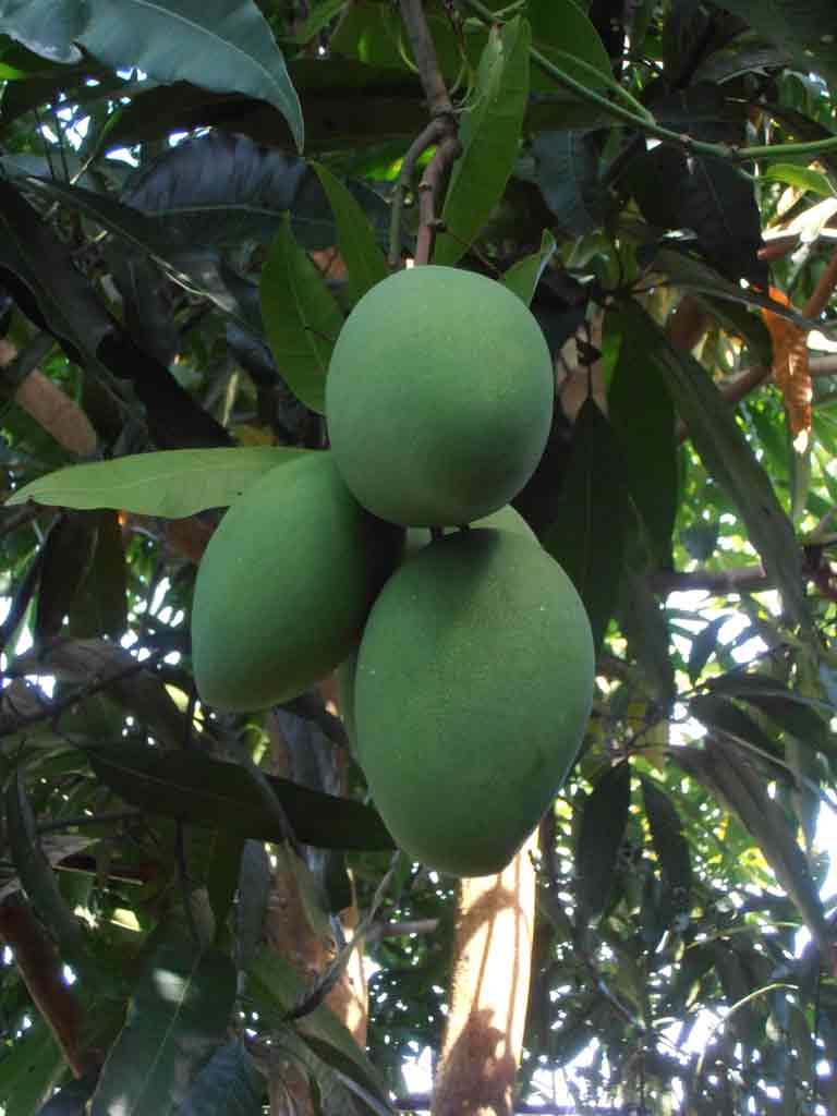 Mango Fruit Tree