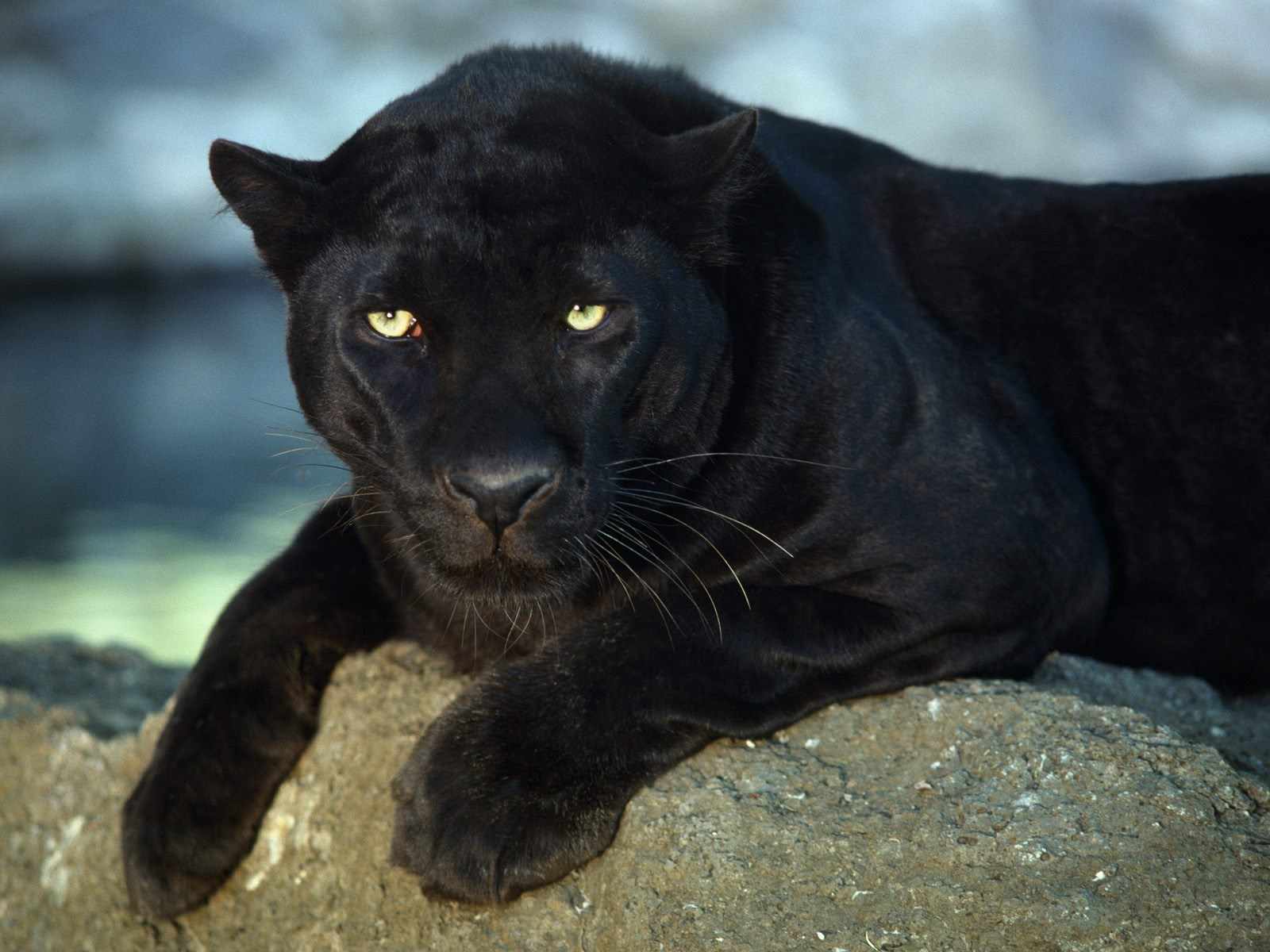 wallpapers-y-fondos-de-tigres-panteras-grandes-felinos-tiger-panter-big-cat