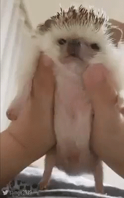 귀여운 고슴도치