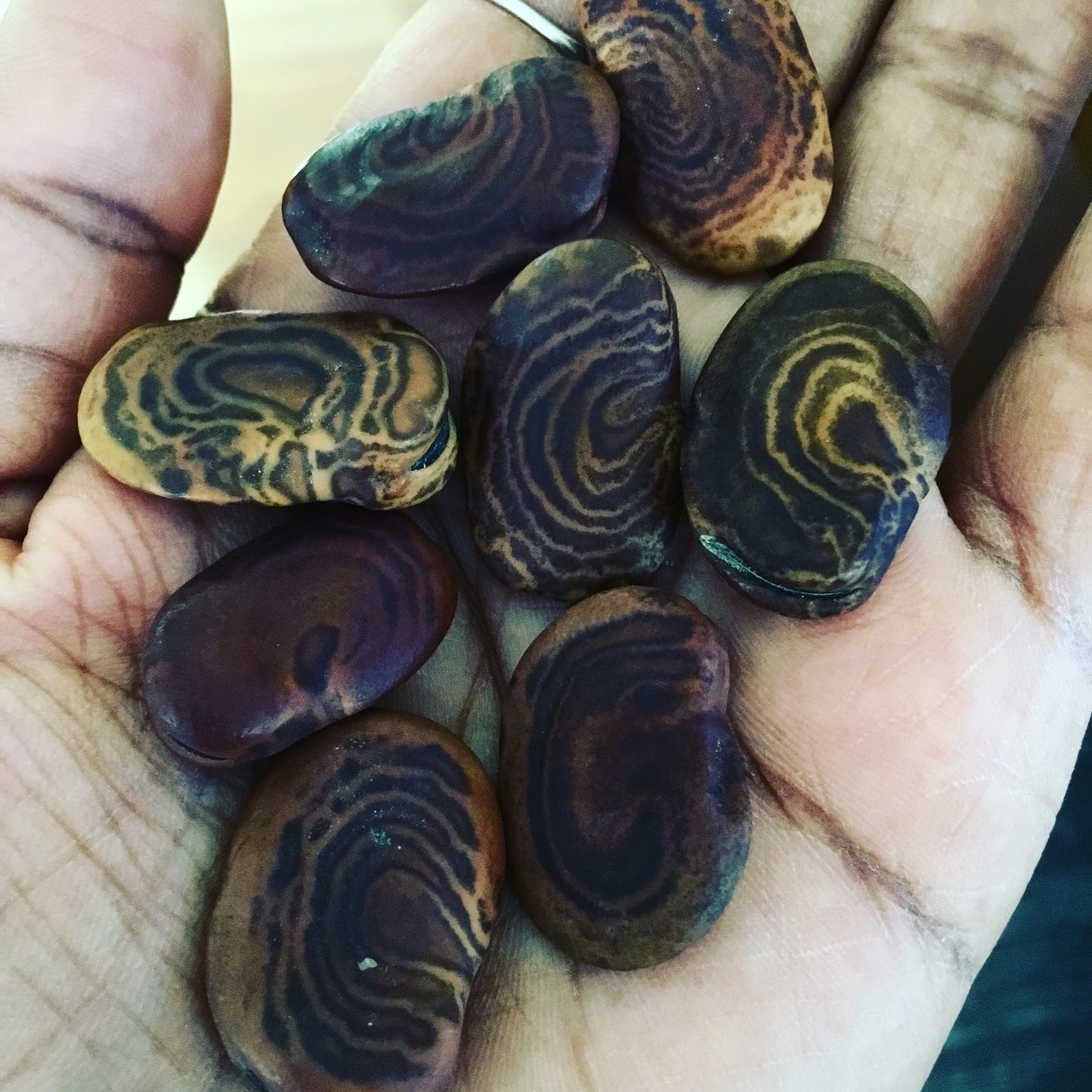 Brandys Botany Bay: Fingerprint Fava Beans