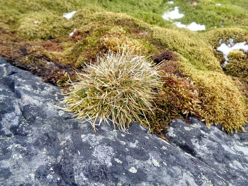 Herbs, Tea, Rocks and Dirt Antarctica Flora and Cold