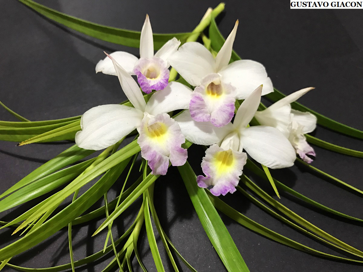Viveiro Ciprest - Plantas Nativas e Exóticas: Orquídea Bambu Branca  Mesclada ou Arundina ( Arundina graminifolia )