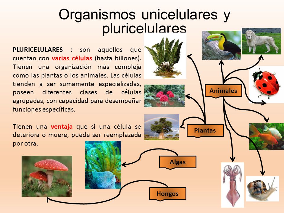 Organismos Unicelulares Y Pluricelulares My English And Science