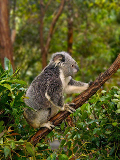 Koala, Currumbin Wildlife Sanctuary review, Gold Coast