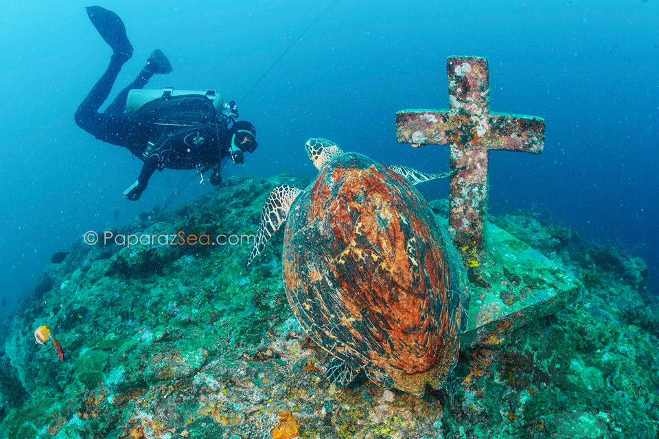 Ten Anilao Wreck Dive sites you probably never knew about PaparazSea