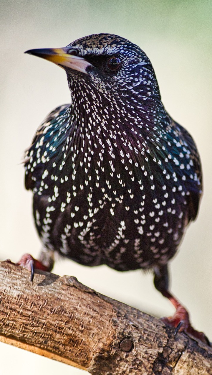 An European starling  up close.