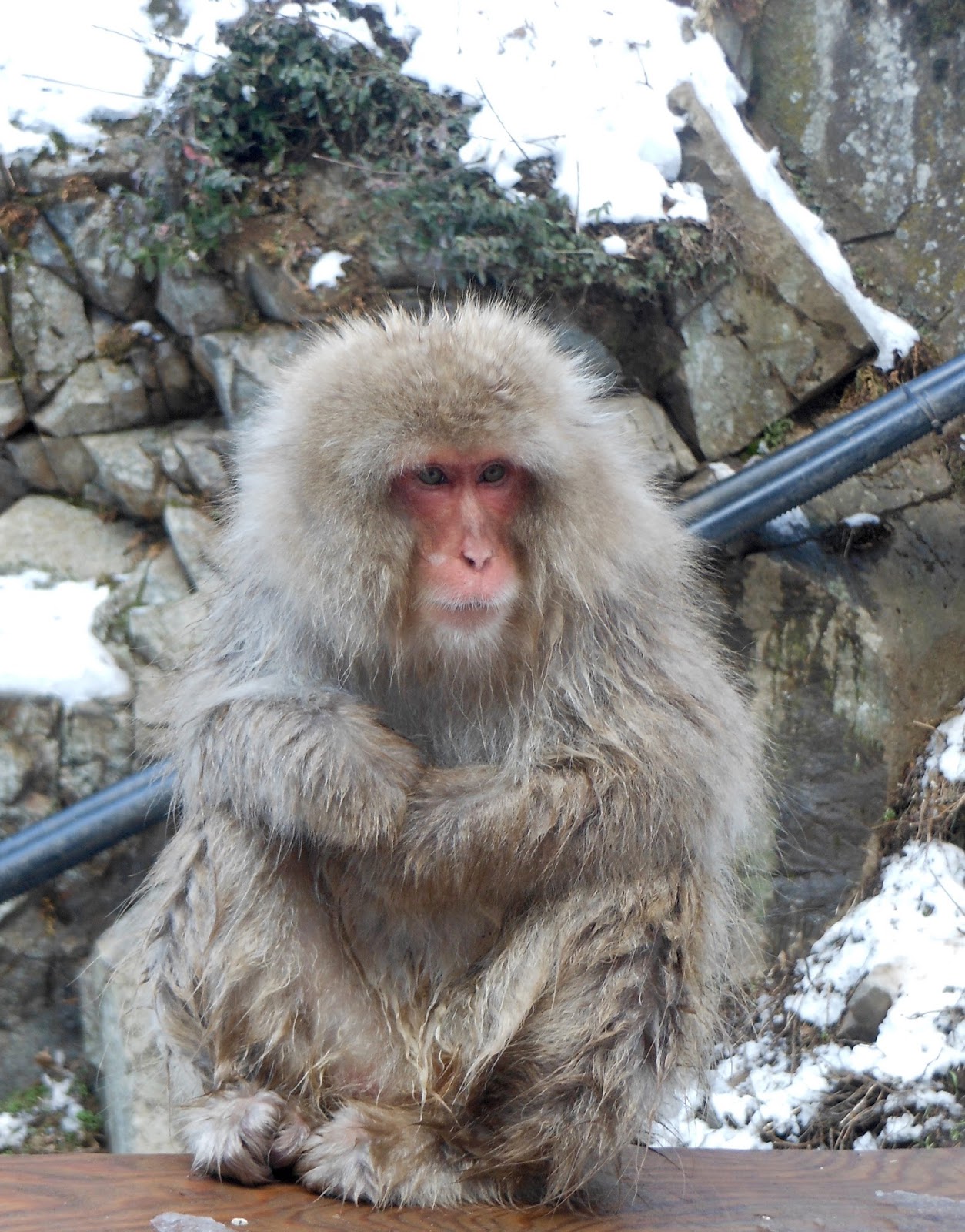 Hokkaido Kudasai Snow Monkey Park