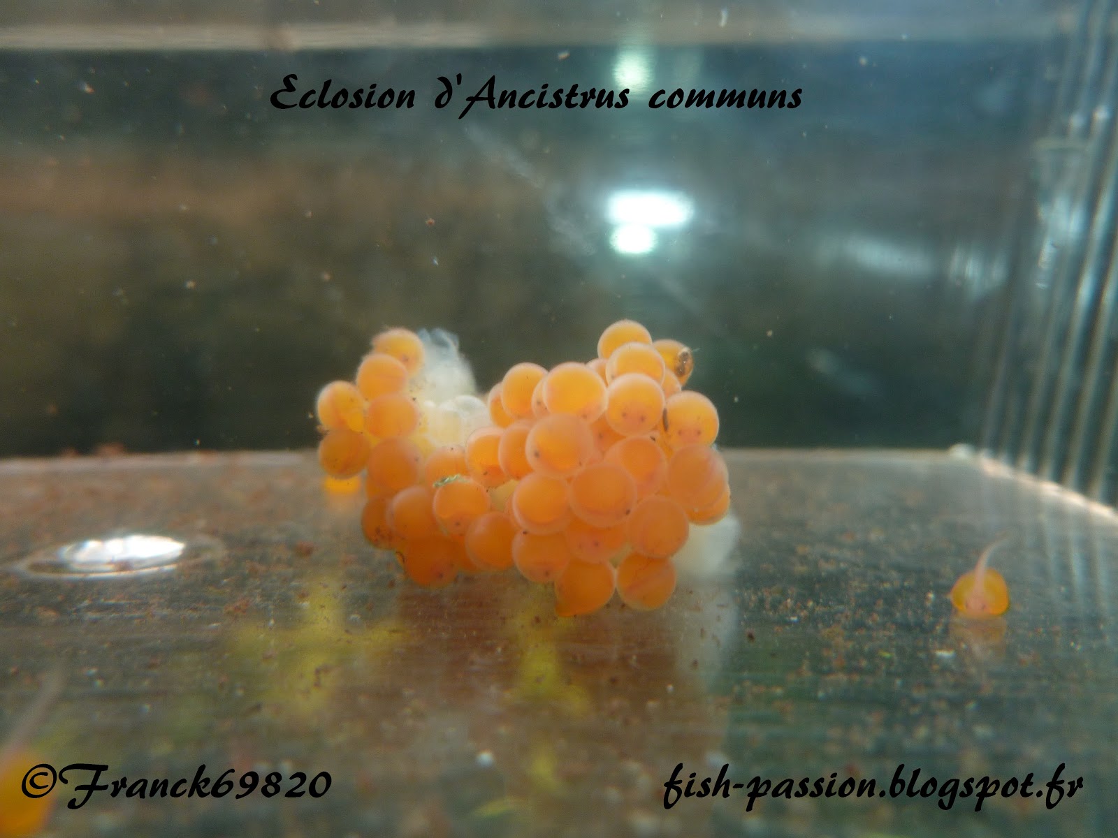 fishpassion Ancistrus commun