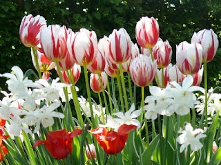 Tulip Narcissus Tulip Narcissus