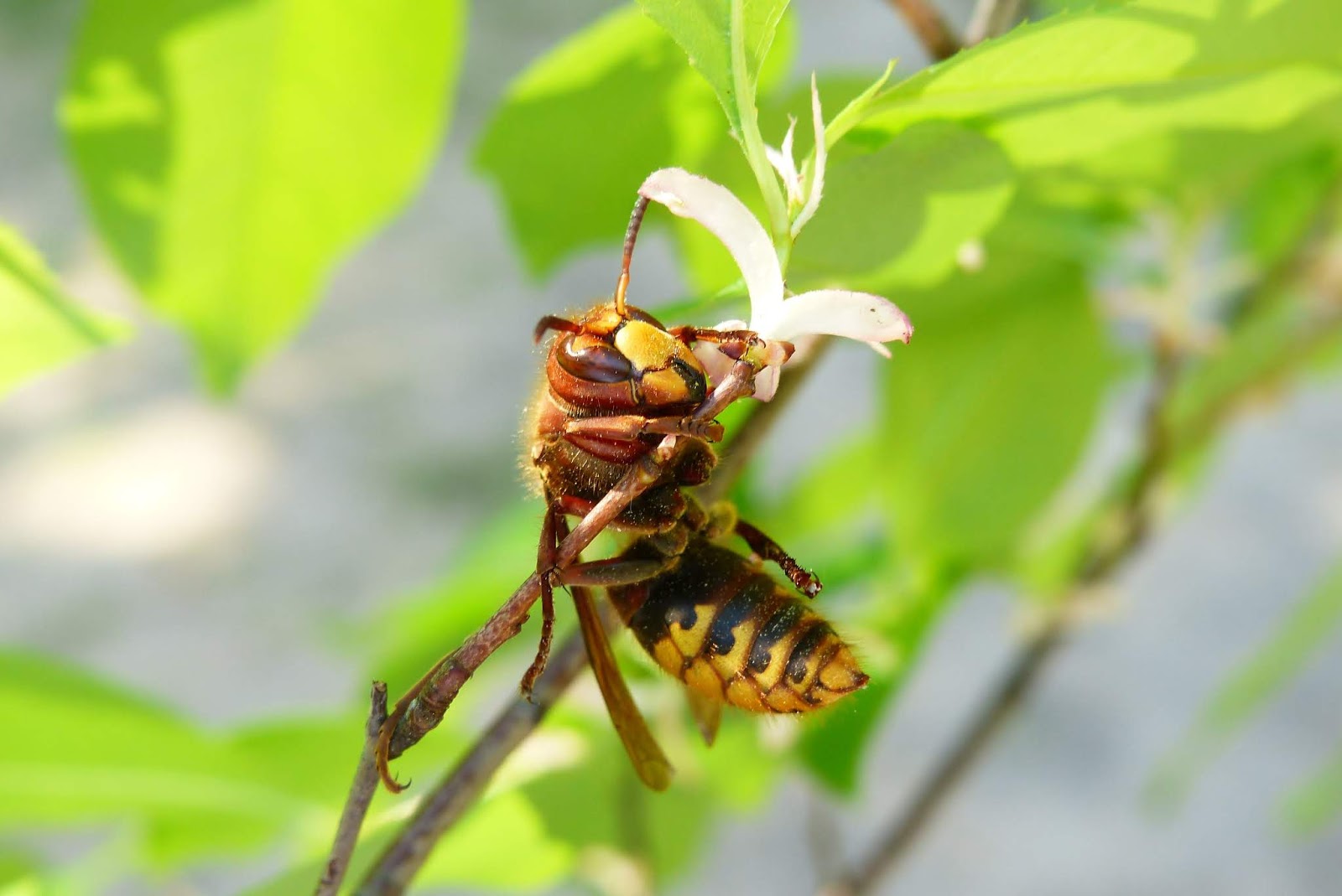 "Stir up a nest" nghĩa là gì?