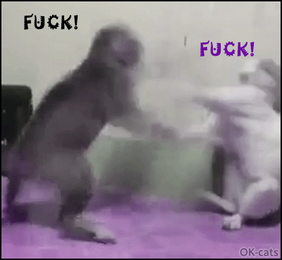 Art Cat GIF with caption • 2 angry Cats boxing fast. Epic fight, they're so fast and furrious