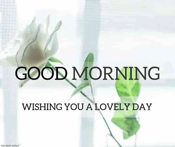 good morning images with white rose