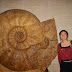 Worlds largest  Ammonite