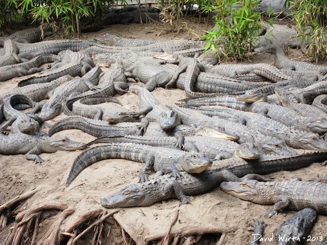 lots of alligators, sleeping, den