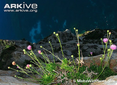 flor centaura maltesa Cheirolophus crassifolius