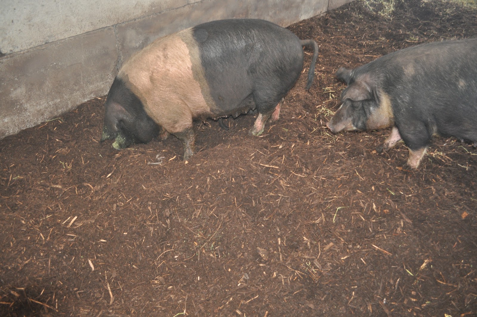 meat Deep litter and pigs