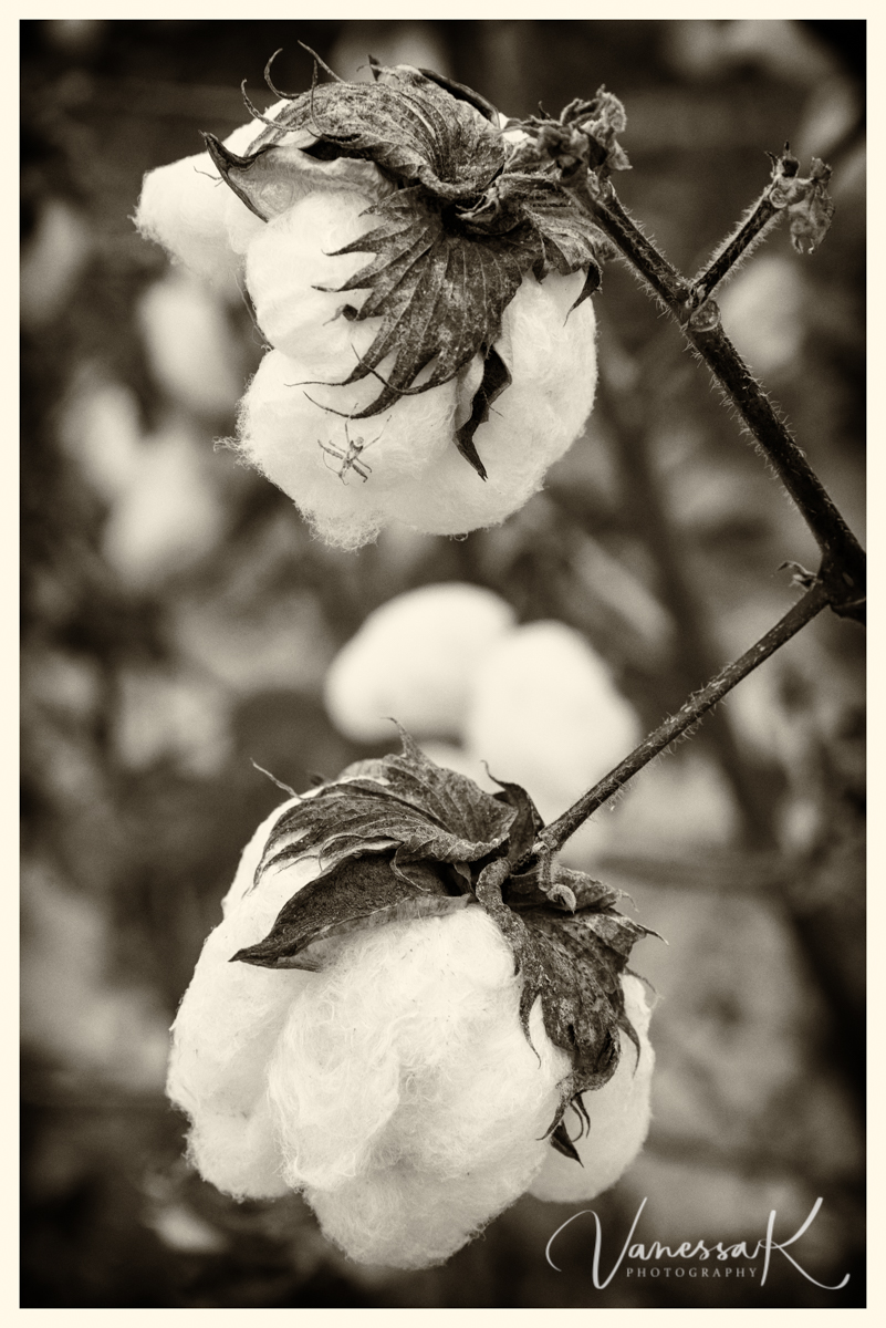 VanessaK Oh, when them cotton bolls get rotten