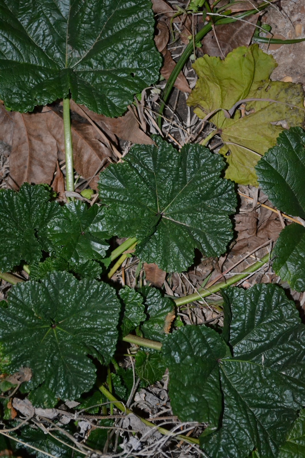 Gardener's Watch Alum Root?