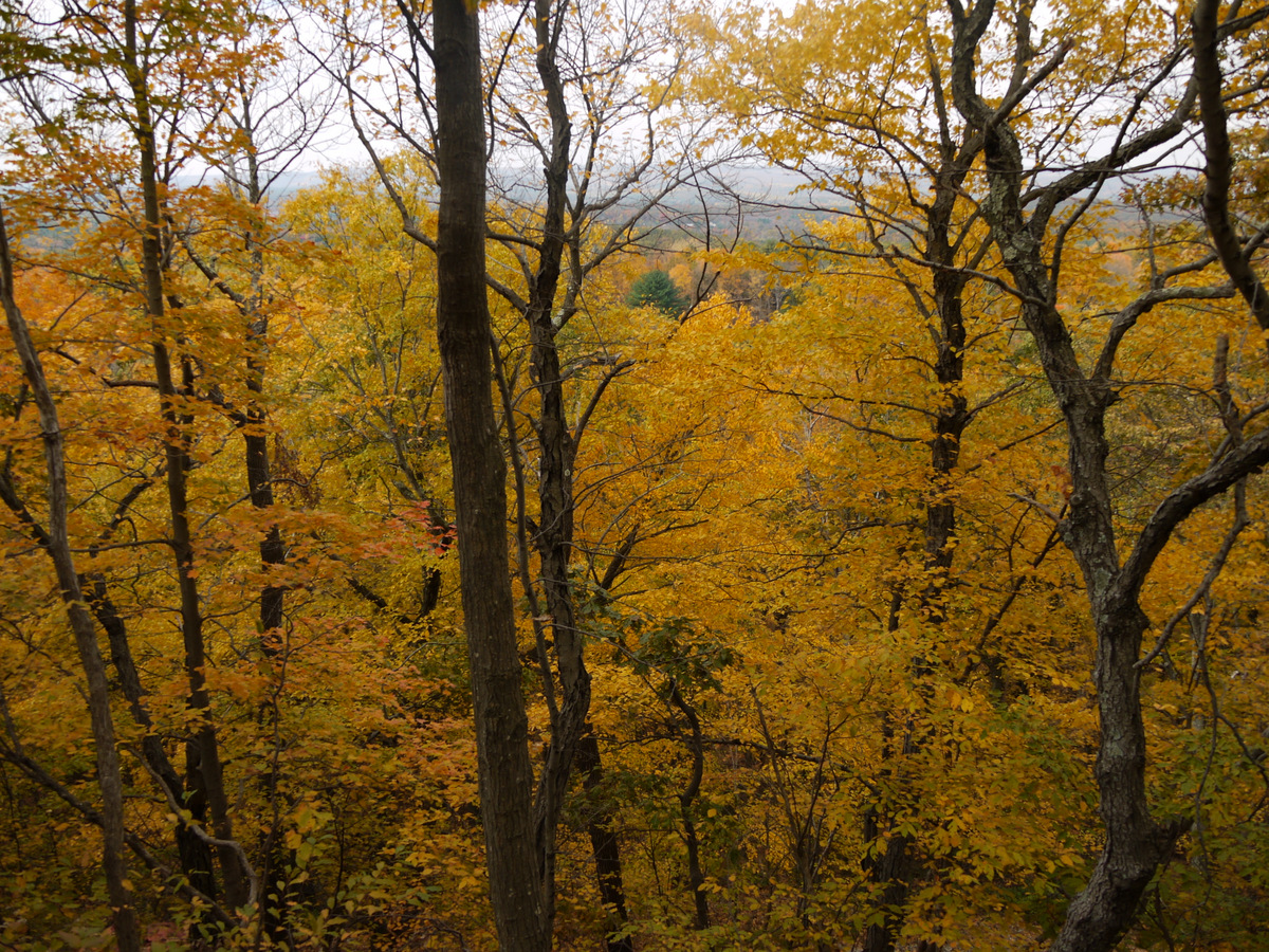 Along the NETCohos Copper Mountain, East Granby