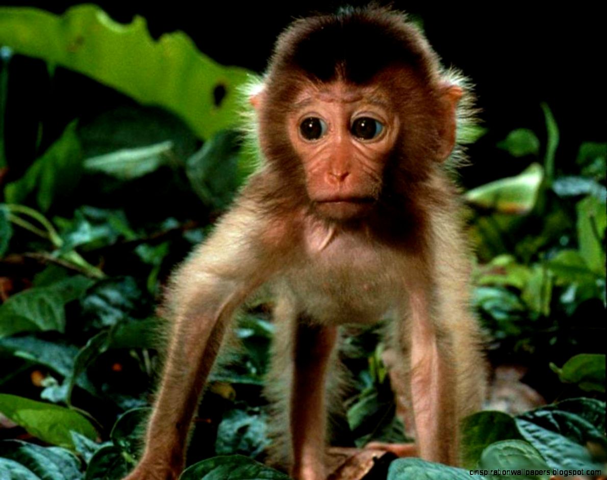 Baby Monkey