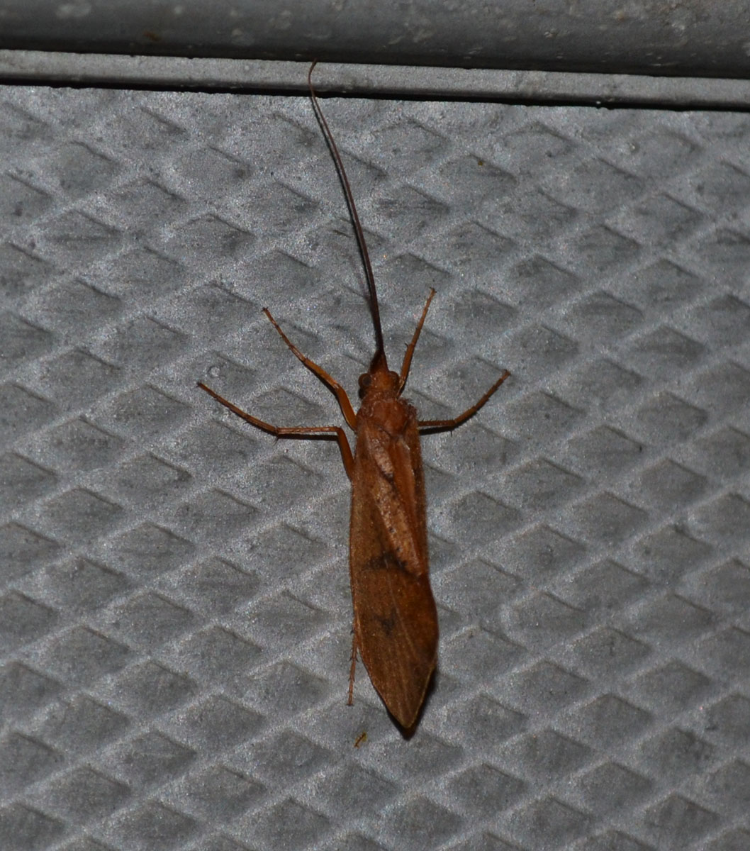 Woods Walks and Wildlife: Creatures of the Night (Again): Our Peeper ...