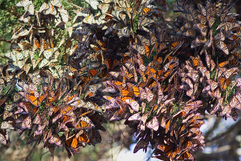 Maravillas de la naturaleza: Migración de las mariposas monarcas