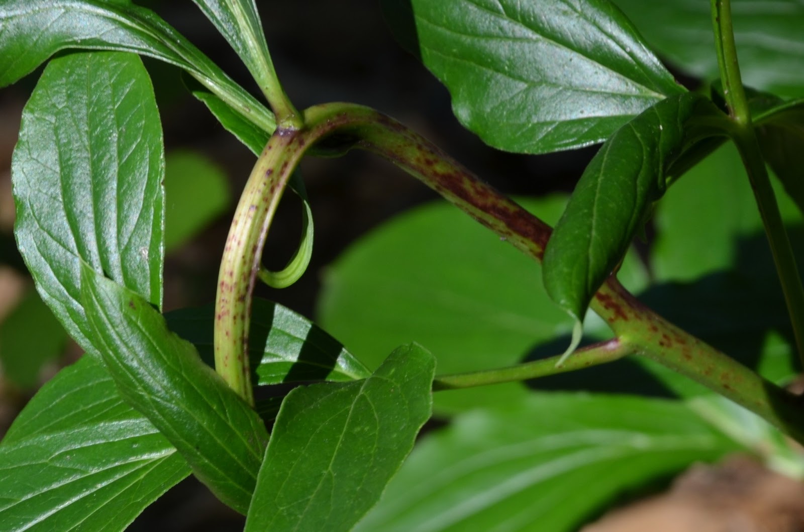 Southern Peony 2013 Peony Disease Stem Wilt