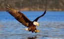 Awesome Eagle Widescreen Wallpaper Full