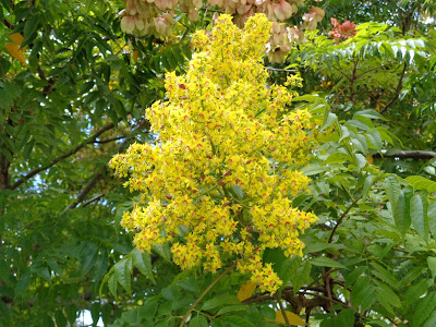 tree rain florida golden ifas extension charlotte county university october