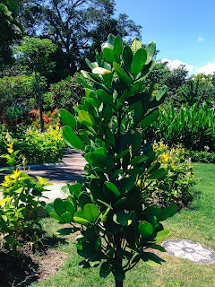 Fresh Green Leaves Of Young Fukugi Tree Or Garcinia Subelliptica Plant In The Garden