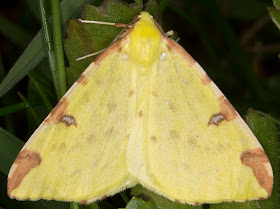 Brimstone Moth, Opisthograptis luteolata. Moth trap on West Wickham Common, 17 May 2012.