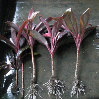 Flora and Fauna - Plants and Critters: Transplanting cuttings