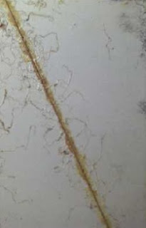 corrosao filiforme: filamentos em torno de um risco em uma chapa de aco carbono pintada