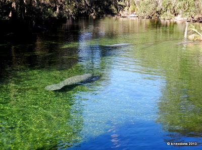 kinexxions: The Manatees of Blue Spring