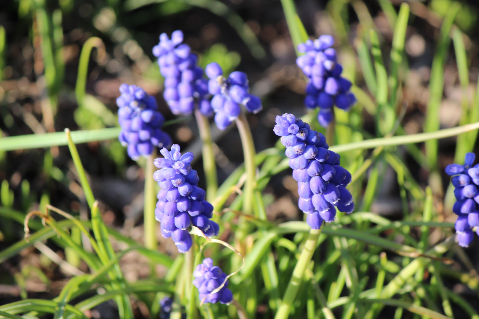 Spring Flowers May 2014