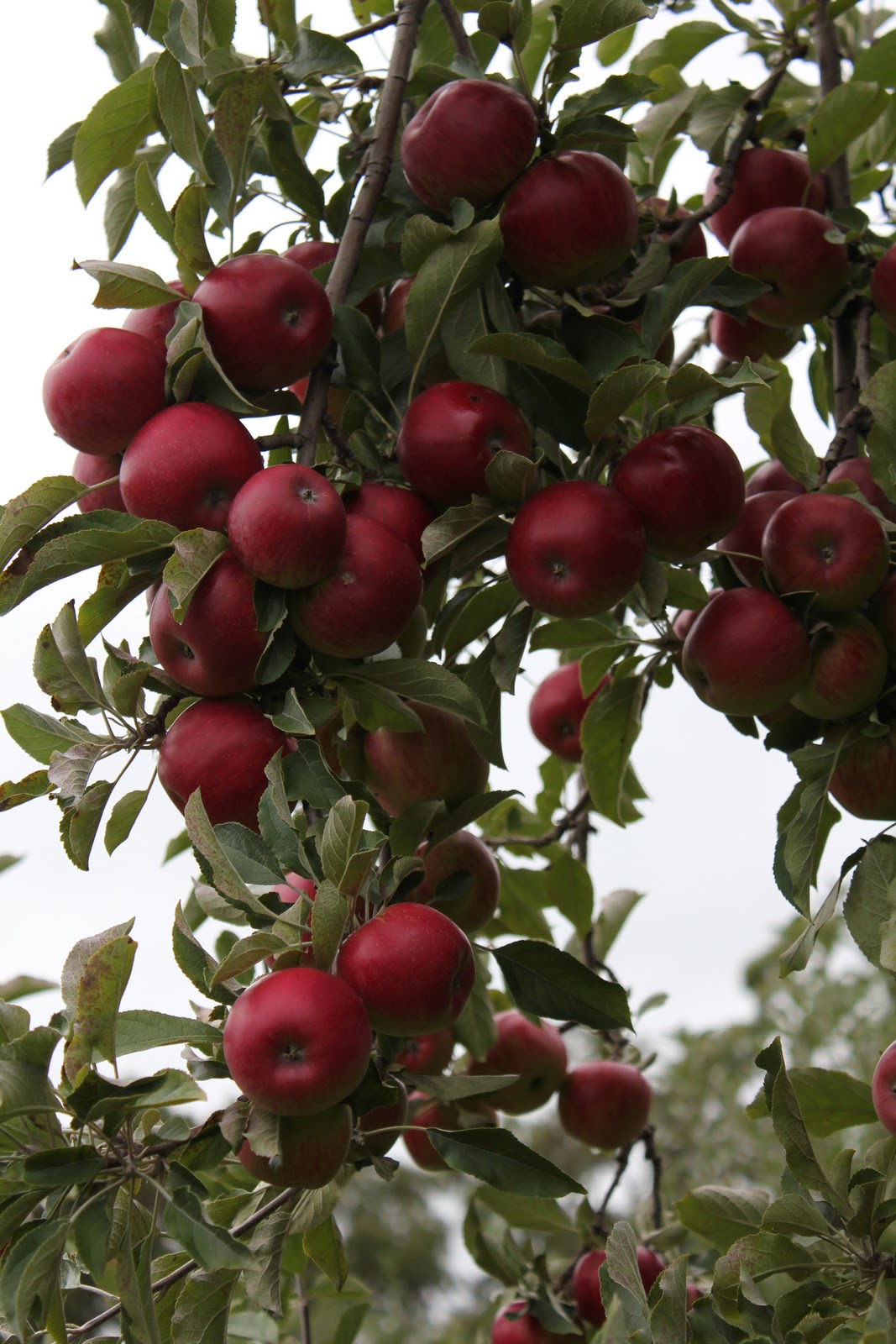 Convergence Apple Picking in the Adelaide Hills what joy!