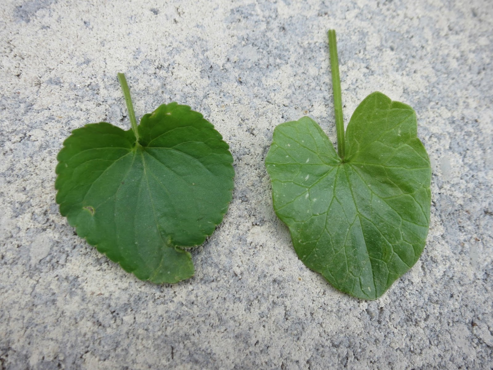 The Foraged Foodie Foraging for wild violets identification