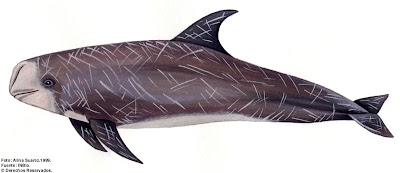 delfin de Risso Grampus griseus