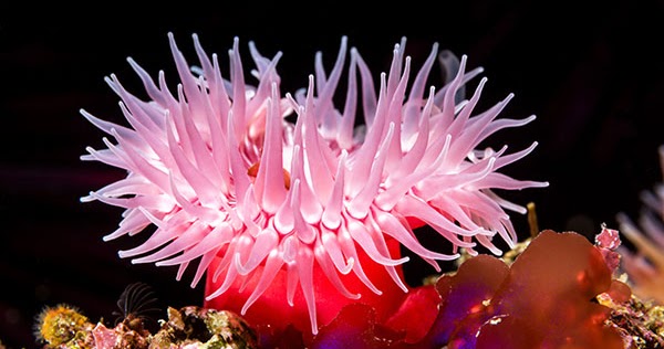 Anemon Laut Biota Dunia Perairan