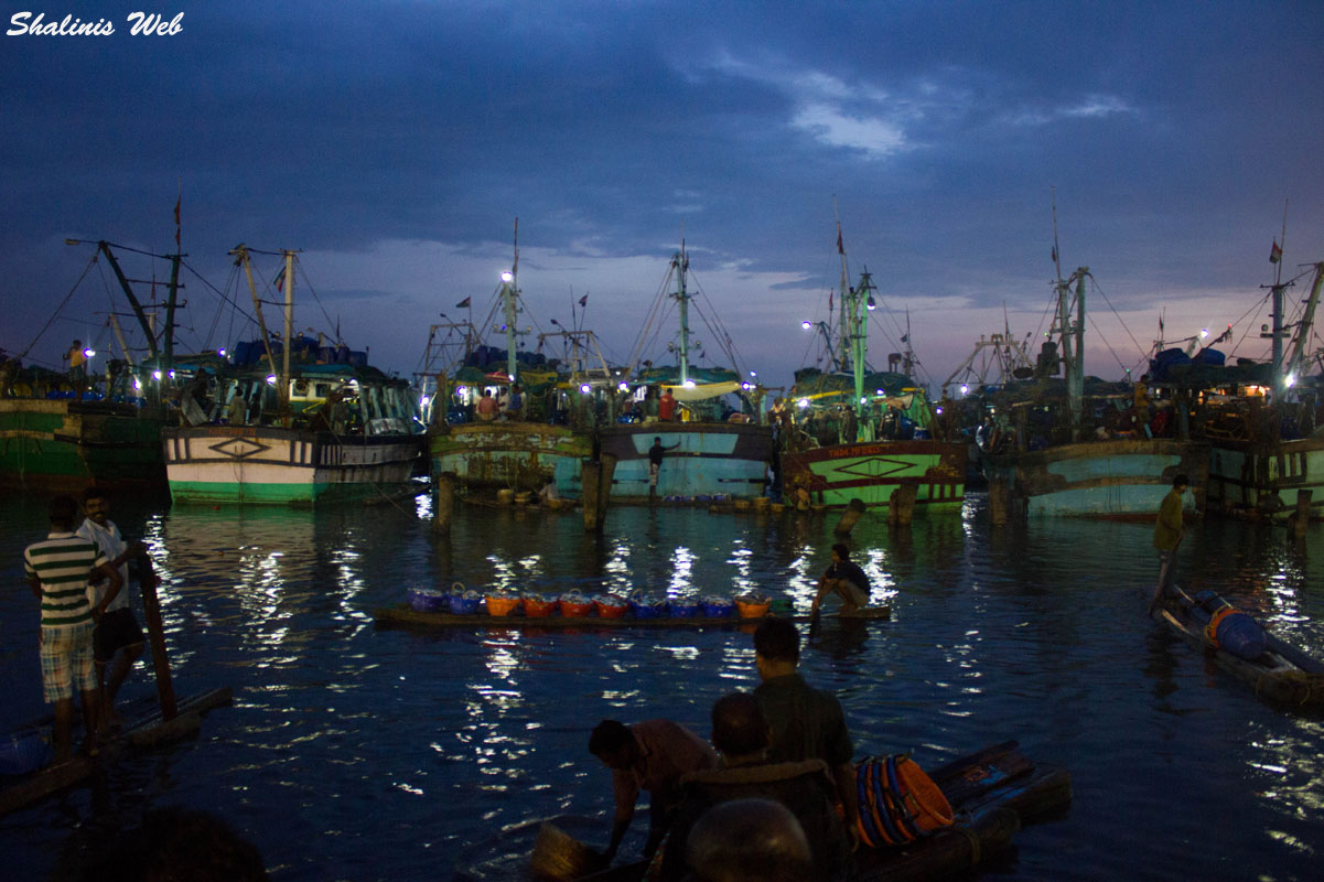 Shalini's  Fish MarketKasimedu ,Chennai