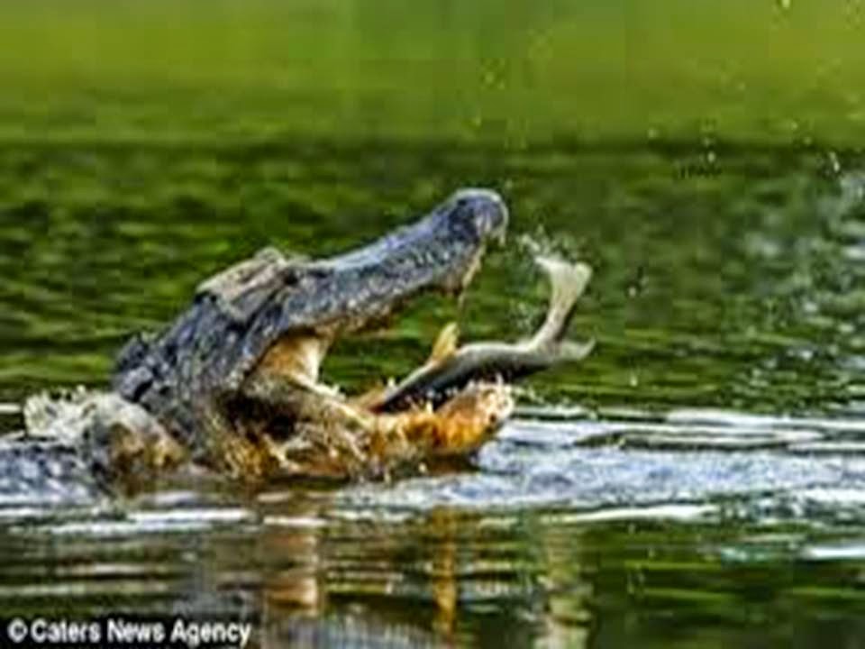 EKOSISTEM RAWA AIR TAWAR: ekosistem rawa air tawar