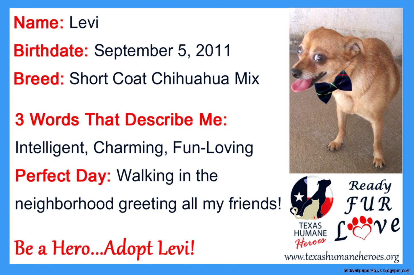 Ready Fur Love Community Adoptions 100413  Texas Humane Heroes