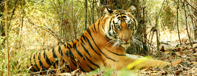 Bandhavgarh National Park Bandhavgarh National Park
