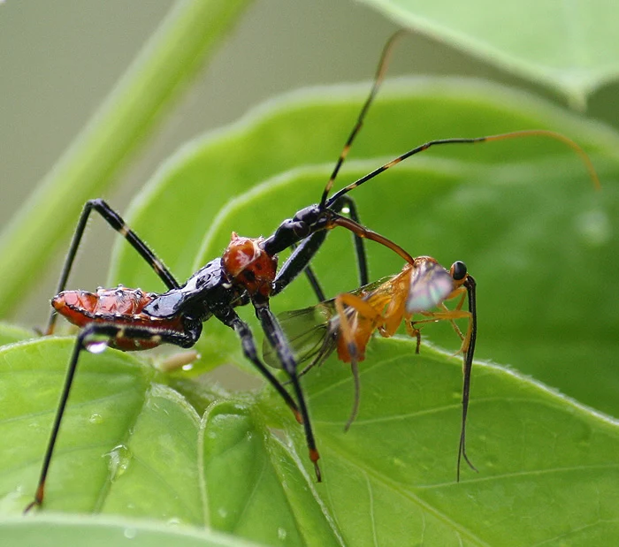 Assassin Bug with her victim